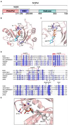 Molecular Dissection of the Primase and Polymerase Activities of Deep-Sea Phage NrS-1 Primase-Polymerase